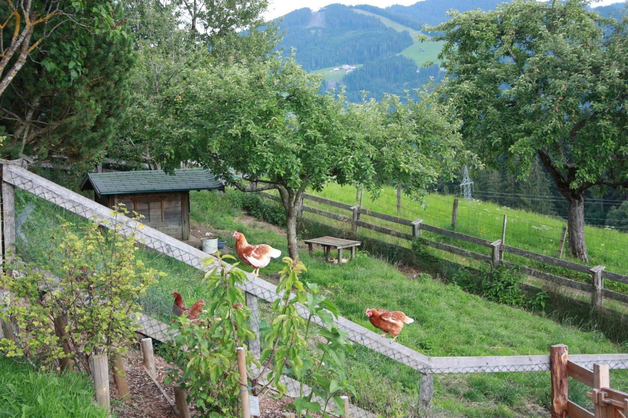 Apartment Deml Flachau Zewnętrze zdjęcie